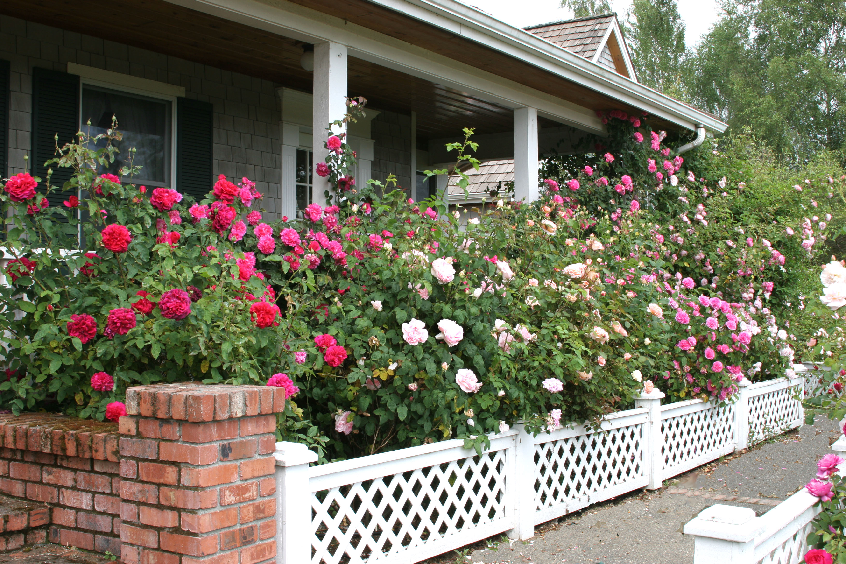 Ramblings from the Gate – Anne Belovich's Roses of Yesteryear