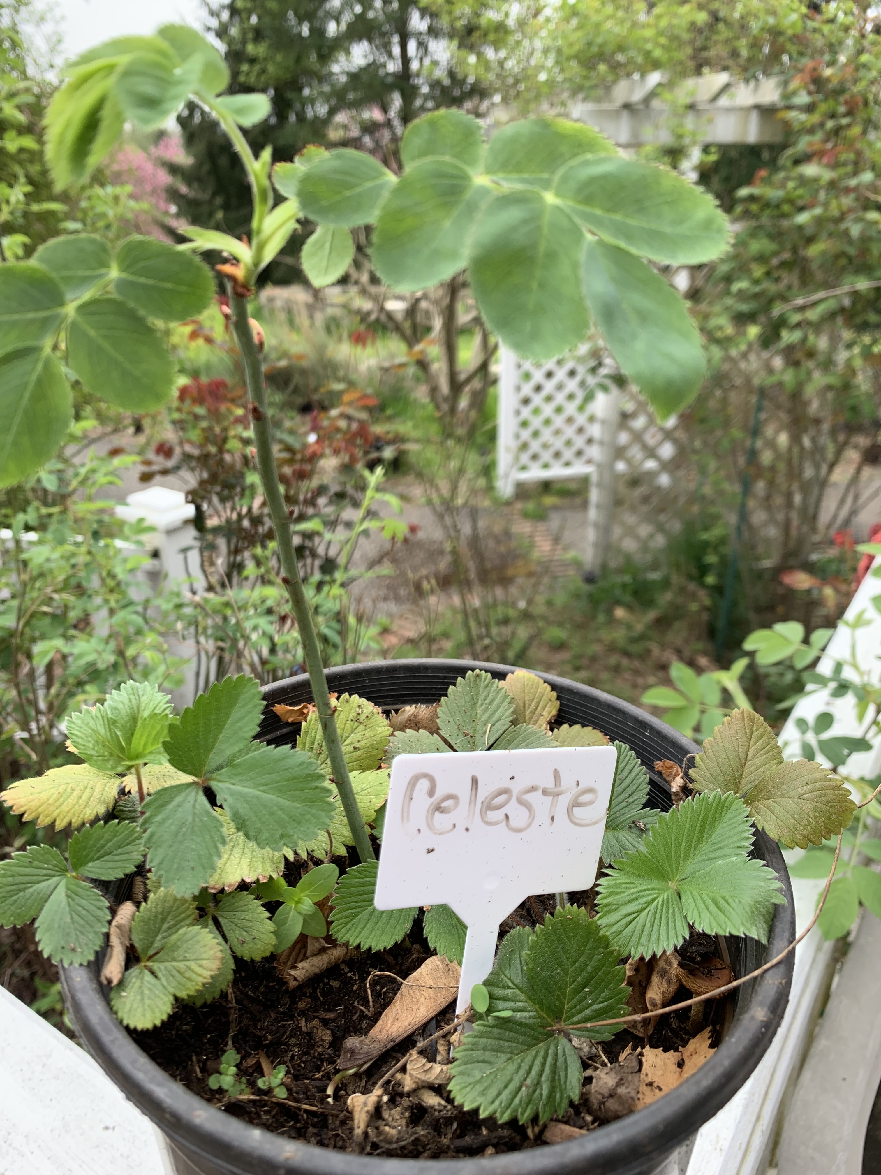 Help Me Find Roses Participate – Anne Belovich's Roses of Yesteryear