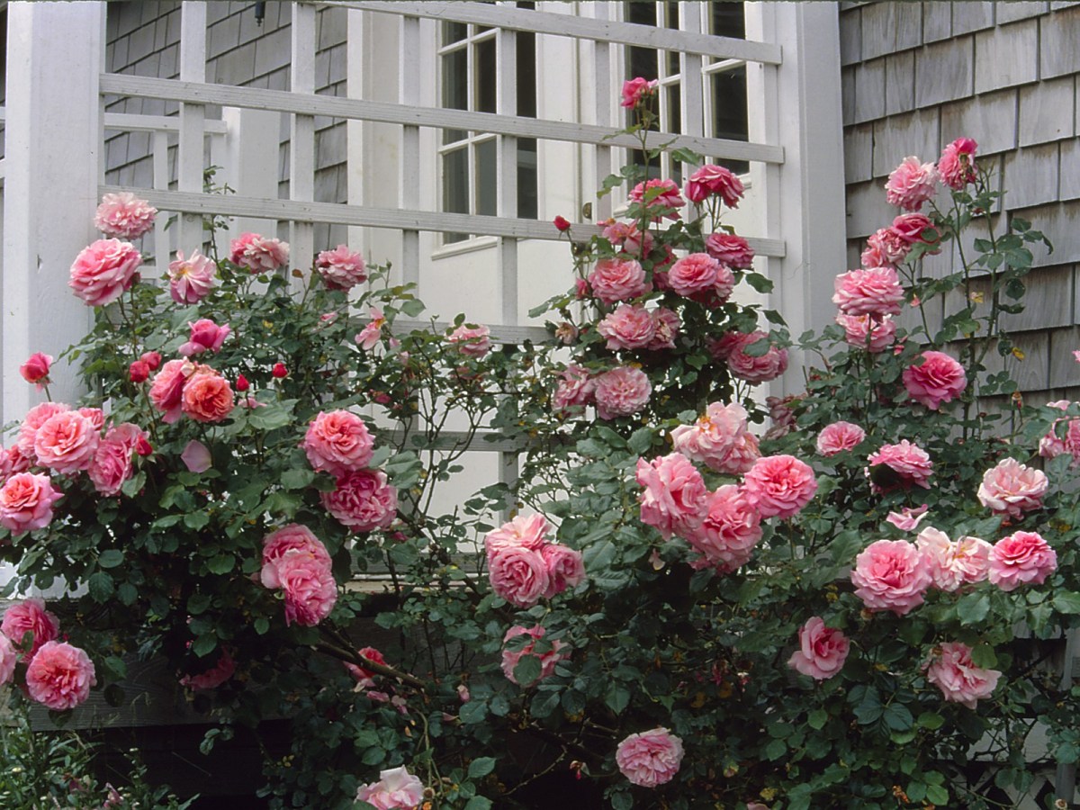 Searching for the Old&nbsp;Americans